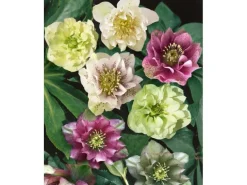 Helleborus X Orientalis Double Ellen Red Lenzrose Ca. 11x11 cm Topf