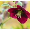 Helleborus X Orientalis Rot Lenzrose Ca. 11x11 cm Topf