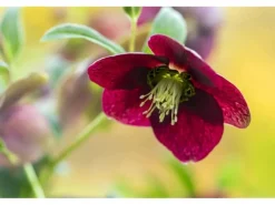 Helleborus X Orientalis Rot Lenzrose Ca. 11x11 cm Topf