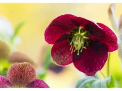 Helleborus X Orientalis Rot Lenzrose Ca. 11x11 cm Topf