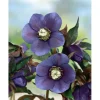 Helleborus X Or.Lady-S.Blue Lady Ca. 11x11 cm Topf