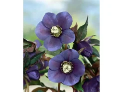 Helleborus X Or.Lady-S.Blue Lady Ca. 11x11 cm Topf