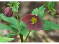 Helleborus X Or.Lady-S.Blue Lady Ca. 11x11 cm Topf