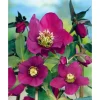 Helleborus X Or.Lady-S.Red Lady Ca. 11x11 cm Topf