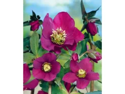 Helleborus X Or.Lady-S.Red Lady Ca. 11x11 cm Topf