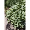 Hosta Francee Funkie Ca. 13 cm Topf
