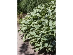 Hosta Francee Funkie Ca. 13 cm Topf