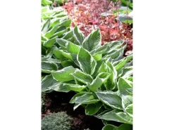 Hosta Francee Funkie Ca. 13 cm Topf