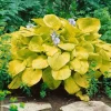 Hosta Sieboldiana Zounds Funkie Ca. 11x11 cm Topf