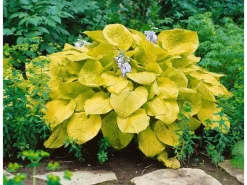 Hosta Sieboldiana Zounds Funkie Ca. 11x11 cm Topf