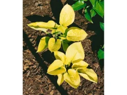 Hosta Sieboldiana Zounds Funkie Ca. 11x11 cm Topf