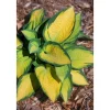 Hosta X Fortunei Orange Marmalade Funkie Ca. 9x9 cm Topf