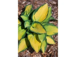 Hosta X Fortunei Orange Marmalade Funkie Ca. 9x9 cm Topf
