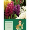Hyazinthen Mischung Mischung 12 Stück  Hyacinthus Mix