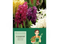 Hyazinthen Mischung Mischung 12 Stück  Hyacinthus Mix