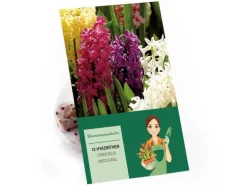 Hyazinthen Mischung Mischung 12 Stück  Hyacinthus Mix