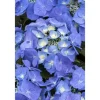 Hydrangea Macrophylla Bauernhortensie Blaumeise Ca. 9x9 cm Topf