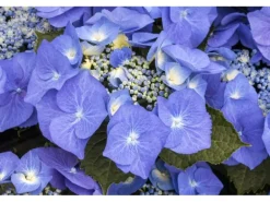 Hydrangea Macrophylla Bauernhortensie Blaumeise Ca. 9x9 cm Topf