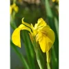 Iris Pseudacorus Sumpfschwertlilie Ca. 9x9 cm Topf