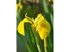 Iris Pseudacorus Sumpfschwertlilie Ca. 9x9 cm Topf