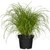 Katzengras "Zumula" Höhe ca. 10-20 cm Topf-Ø 12 cm Cyperus alternifolius zumula