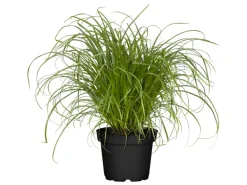 Katzengras "Zumula" Höhe ca. 10-20 cm Topf-Ø 12 cm Cyperus alternifolius zumula