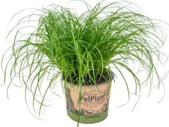 Katzengras "Zumula" Höhe ca. 10-20 cm Topf-Ø 12 cm Cyperus alternifolius zumula