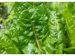 Kiepenkerl Bunter Mangold Bright Lights Ø ca. 12 cm