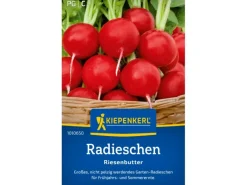 Kiepenkerl Radieschen Radies "Riesenbutter"