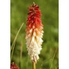 Kniphofia Uvaria Fackellilie Flamenco Ca 9x9 cm Topf