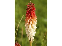 Kniphofia Uvaria Fackellilie Flamenco Ca 9x9 cm Topf
