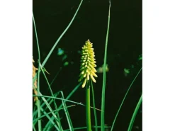 Kniphofia Uvaria Fackellilie Flamenco Ca 9x9 cm Topf