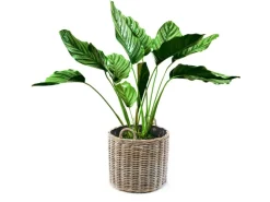 Kobolo Pflanzkorb Übertopf Pflanzkübel  Rattan Kubu Grey Rund mit Folie