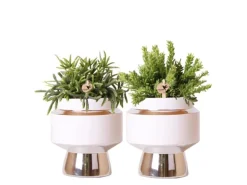 Kolibri Greens Rhipsalis 2Er Set Pflanzen In Silbernen Le Chic Ziertöpfen Keramik Topfgröße 9cm