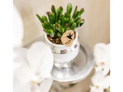 Kolibri Greens Rhipsalis 2Er Set Pflanzen In Silbernen Le Chic Ziertöpfen Keramik Topfgröße 9cm