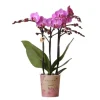Kolibri Orchids Lila/Rosa Phalaenopsis Orchidee Mineral Vienna Topfgröße 9cm
