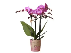Kolibri Orchids Lila/Rosa Phalaenopsis Orchidee Mineral Vienna Topfgröße 9cm