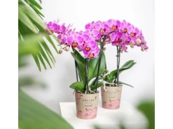 Kolibri Orchids Lila/Rosa Phalaenopsis Orchidee Mineral Vienna Topfgröße 9cm
