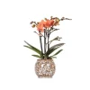 Kolibri Orchids Orange Phalaenopsis Orchidee Mineral Bolzano & Safari Topf Topfgröße 9cm Blühende Zimmerpflanze