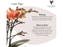 Kolibri Orchids Orange Phalaenopsis Orchidee Mineral Bolzano & Safari Topf Topfgröße 9cm Blühende Zimmerpflanze