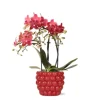 Kolibri Orchids Rote Phalaenopsis Orchidee Kongo & Beeren Ziertopf Topfgröße 9cm 40cm Hoch