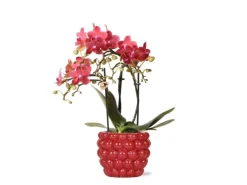 Kolibri Orchids Rote Phalaenopsis Orchidee Kongo & Beeren Ziertopf Topfgröße 9cm 40cm Hoch