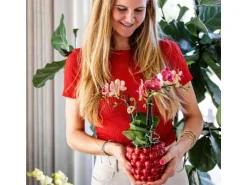 Kolibri Orchids Rote Phalaenopsis Orchidee Kongo & Beeren Ziertopf Topfgröße 9cm 40cm Hoch