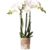 Kolibri Orchids Weiße Phalaenopsis Orchidee Amabilis Topfgröße 9cm