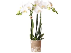 Kolibri Orchids Weiße Phalaenopsis Orchidee Amabilis Topfgröße 9cm