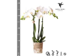 Kolibri Orchids Weiße Phalaenopsis Orchidee Amabilis Topfgröße 9cm