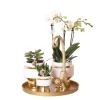 Kolibri Pflanzenset Luxury Living Grünpflanzen mit Weißer Phalaenopsis Orchidee inkl. Keramik Ziertöpfe & Zubehör