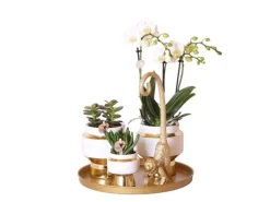 Kolibri Pflanzenset Luxury Living Grünpflanzen mit Weißer Phalaenopsis Orchidee inkl. Keramik Ziertöpfe & Zubehör