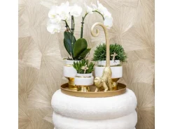 Kolibri Pflanzenset Luxury Living Grünpflanzen mit Weißer Phalaenopsis Orchidee inkl. Keramik Ziertöpfe & Zubehör