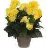 Kunstblume Begonia Gelb Topf-Ø 11,5 cm H 30 cm, Ø: 25 cm